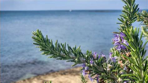 La Rugiada Del Mare Il Rosmarino La Scuola Fa Notizia