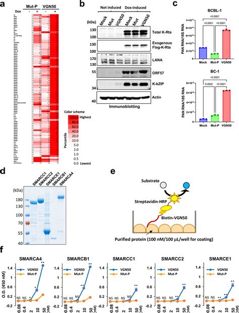 Effects Of Vgn On Kshv Gene Transcription And Vgn Binding With