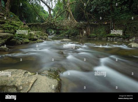 water stream  living root bridgemeghalayaindia stock photo alamy