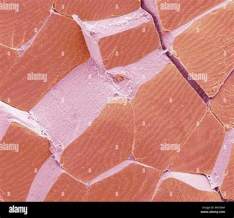 Skeletal Muscle Fiber Hi Res Stock Photography And Images Alamy