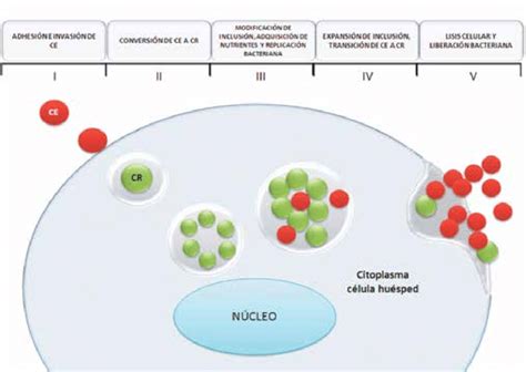 El Ciclo De Vida De Chlamydia Trachomatis Inicia Con La Adhesión De La Download Scientific