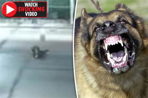 Dog attack: Tibetan Mastiff MAULS woman in China in shock video - Daily Star