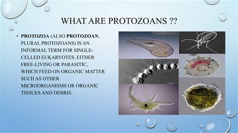 Protozoan Diseases In Human Beings Ppt