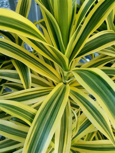 Dracaena Reflexa Variegata Wholesale Nursery Nurseries In Melbourne