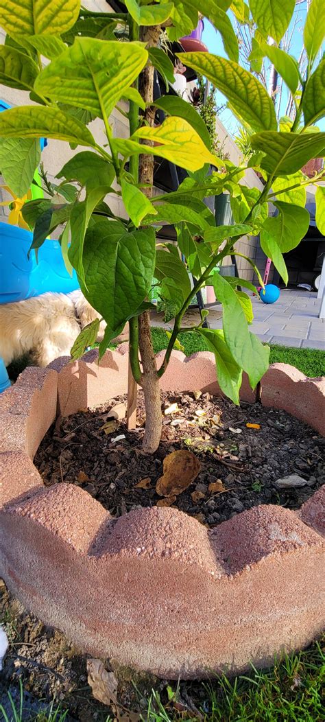 Root suckers on my Avacado? : r/FruitTree