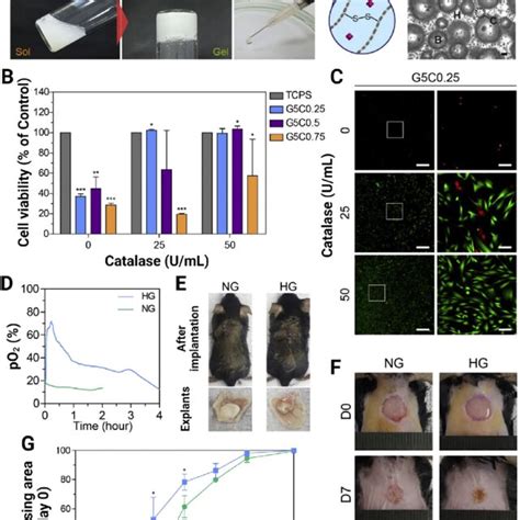 A Schematics Of Hog Hydrogel Synthesis And Oxygen Bubble Formation In