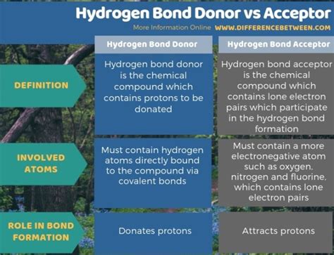 Difference Between Hydrogen Bond Donor and Acceptor | Compare the ...