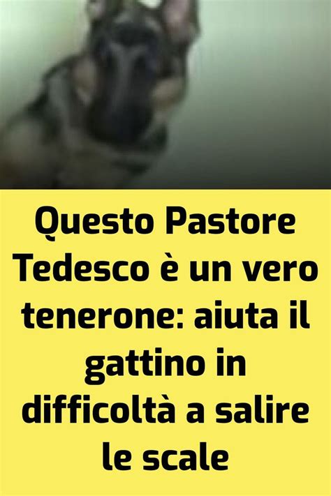 Questo Pastore Tedesco è un vero tenerone aiuta il gattino in