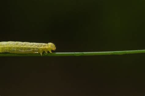 Insect Macro Nature Free Photo On Pixabay