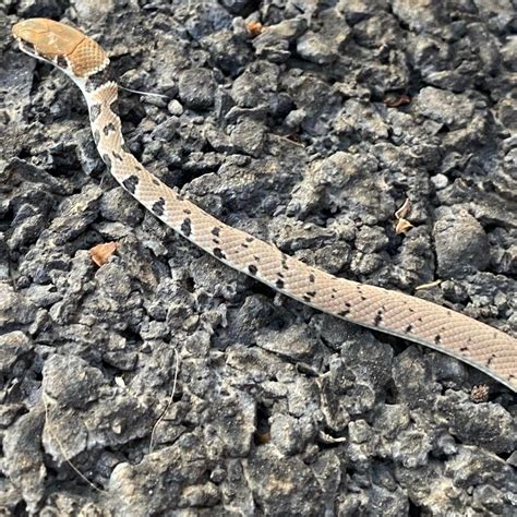 Does Anyone Know The Species Of This Snake Spotted In Vagharshapat