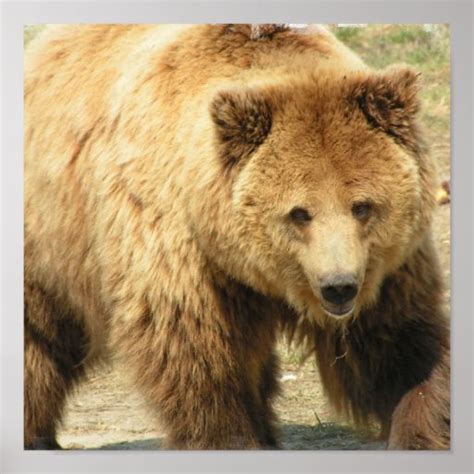 Grizzly Bear Print | Zazzle