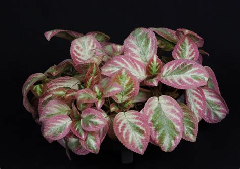 Episcia ‘unpredictable Valley Gesneriad Reference Web