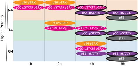 Stimulation Strength Controls The Rate Of Initiation But Not The