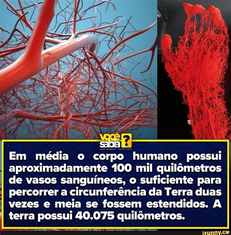 Quilômetros De Vasos Sanguíneos Tem O Corpo Humano Aproximadamente