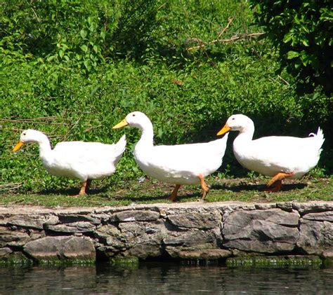 Get All Your Ducks In A Row These Three Waterfowl Were Ha Flickr