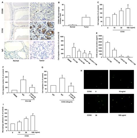 M2 Macrophage Infiltration In Human Pca Specimens Is Related To Ccn3