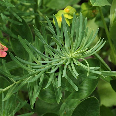 Zypressen Wolfsmilch Euphorbia Cyparissias Blaetter Aus Dem Online