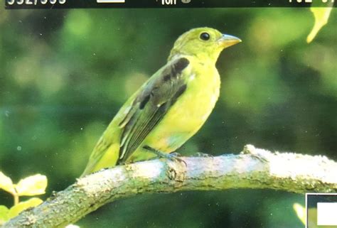 Ebird Checklist Sep Embouchure Rivi Re Mitis Species