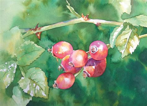 How To Paint Rose Hips In Watercolour With Julie King Paint Rose How