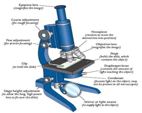 Compound Microscope