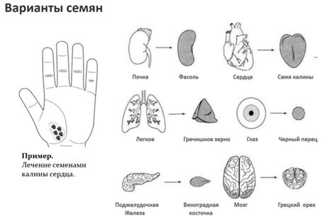 Су-Джок терапия для домашнего использования у детей и взрослых. Можно ...