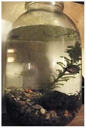 Аквариум, аквариумистика, гуппи, кабомба