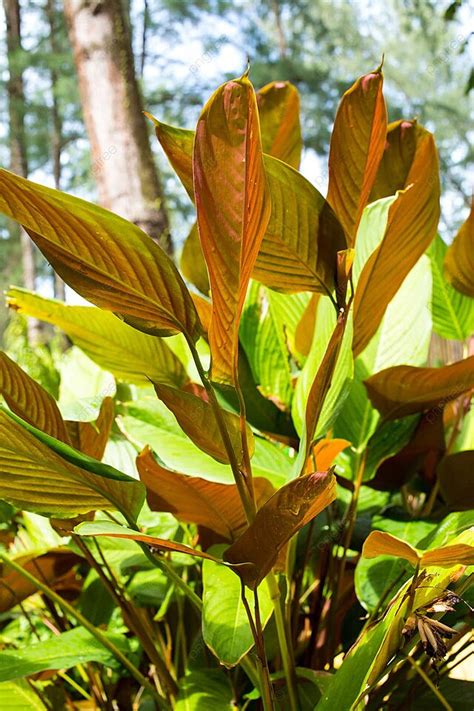 Philodendron Red Emeraldleaf Memiliki Dua Warna Rintik Hujan Desain