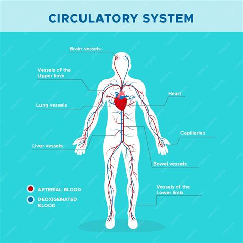 Circulatory System Functions