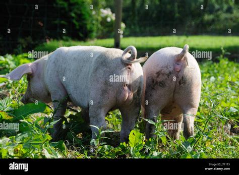 agriculture farming small tiny  short farm piglet pigs possession