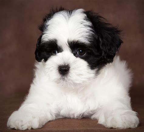 Adorable Black And White Maltipoo Perfect Companion