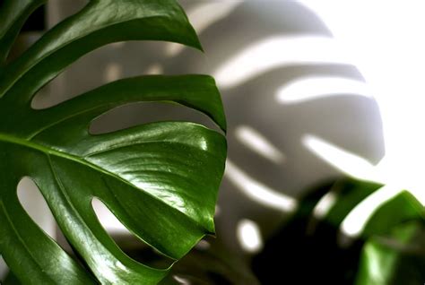 Philodendron 1080p 2k 4k 5k Hd Wallpapers Free Download Wallpaper