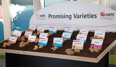 Hzpc Ends Participation In Hzpc Sverige Ab Potatopro