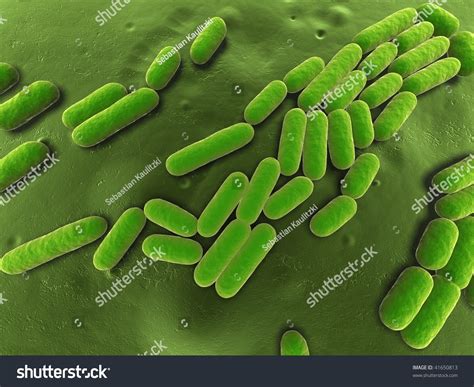 bacillus subtilis stock illustration  shutterstock
