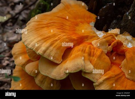 Macro Fotografía primer plano del hongo de corchete naranja también