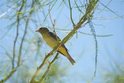 Mojave Desert id - Help Me Identify a North American Bird - Whatbird Community