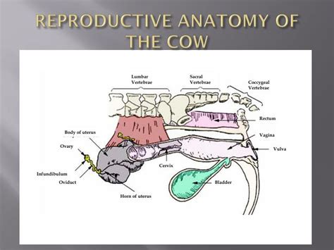 Cow Reproductive Tract Anatomy