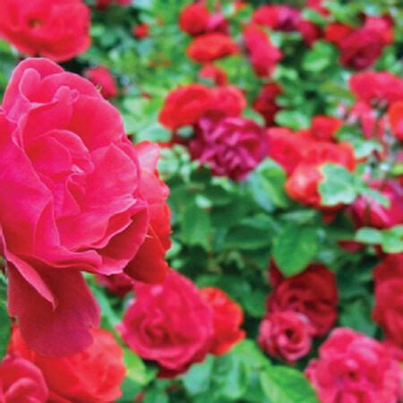 Red Climbing, Rose Seeds | Urban Farmer