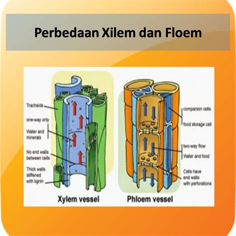 Perbedaan Xilem dan Floem - Rangkuman Pelajaran Sekolah