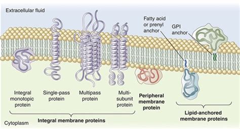 Lecture 4: Membrane proteins Flashcards | Quizlet