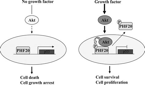 Identification Of Akt Interaction Protein Phf Tzp That