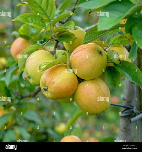 Malus Domestica Golden Pearmain Banque De Photographies Et Dimages