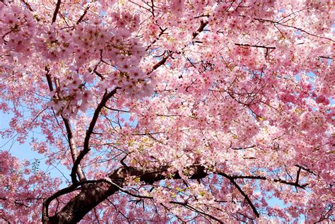 Sfondi Alberi Cibo Natura Ramo Fiore Di Ciliegio Fiorire Rosa