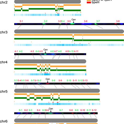 Pdf A Chromosome Scale Genome Assembly Of Cucumber Cucumis Sativus L