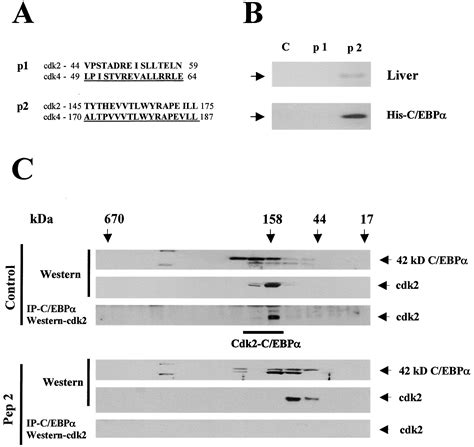 Cebpα Arrests Cell Proliferation Through Direct Inhibition Of Cdk2 And