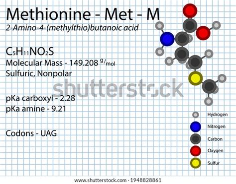 Methionine Met M Amino Acid Molecular Stock Vector Royalty Free