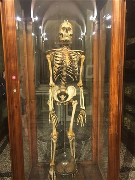 Museo Di Anatomia Umana Torino Aggiornato Tutto Quello Che C