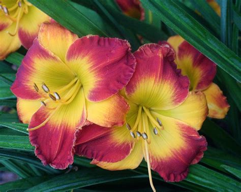 Daylilies: Plant Care and Collection of Varieties - Garden.org