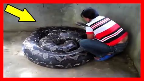 Serpientes Gigantes Las Serpientes M S Grandes Del Mundo Anaconda