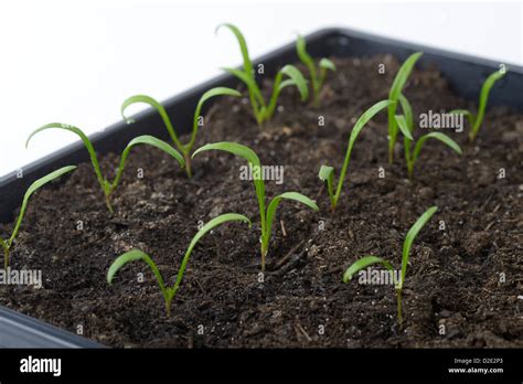 Spinach Seedlings Hi Res Stock Photography And Images Alamy