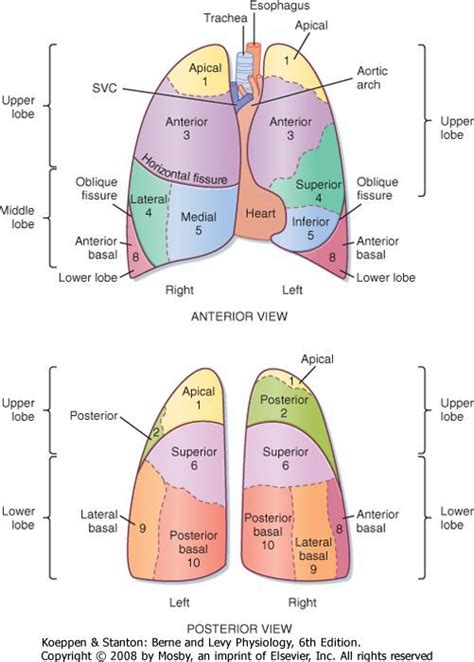 Lung Lobes Posterior View